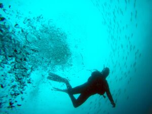 Moreton Bay Diving